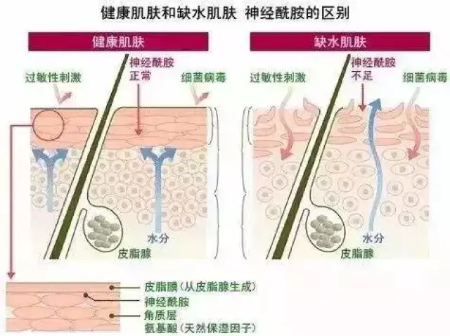 神经酰胺