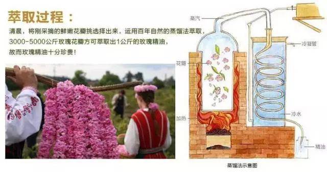 每3000-5000公斤玫瑰花瓣 才可萃取出1公斤的玫瑰精油 就相当于满满3