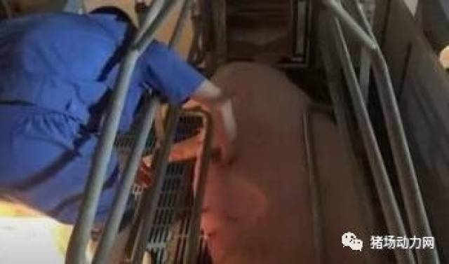 母猪难产怎么办?别怕,这里有6大绝招!