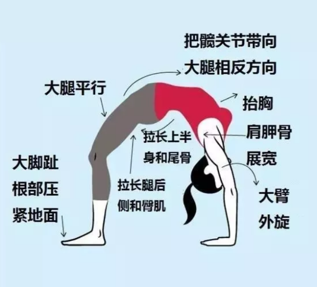 瑜伽轮式属于后弯体式,也是很多初级学员望尘莫及的体式,感觉轮式特别