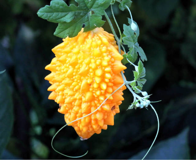 童年十大阴影之一--苦瓜!夏至吃苦瓜,试试这几