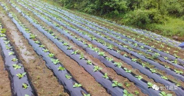 夏季覆盖地膜有讲究?铺不好 蔬菜全"撂倒!