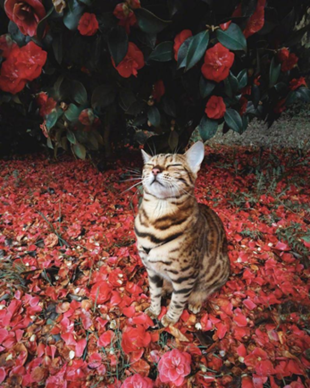 我们一起学猫叫,一起喵喵喵喵