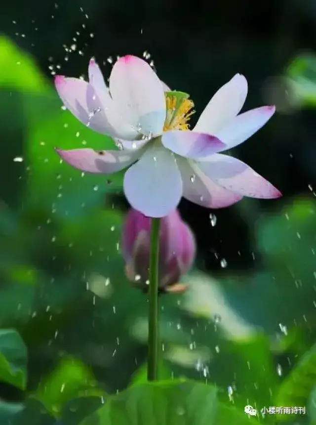 雨中荷花诗词选