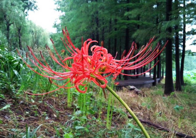 墓地里罕见的一种红花,据说能唤起人的记忆,人称"彼岸花"