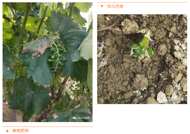 葡萄发生肥害怎么办?苦瓜药害伤叶用什么办法解决?