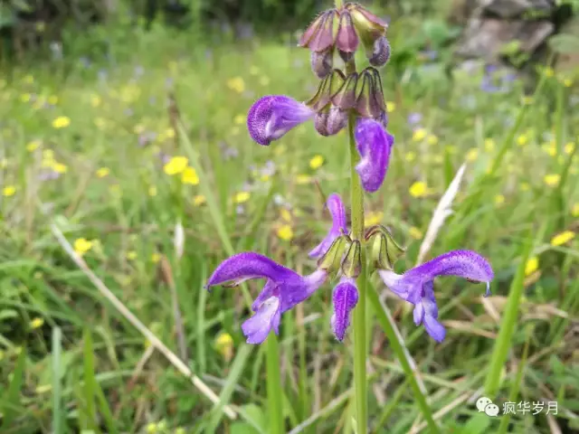 高河菜