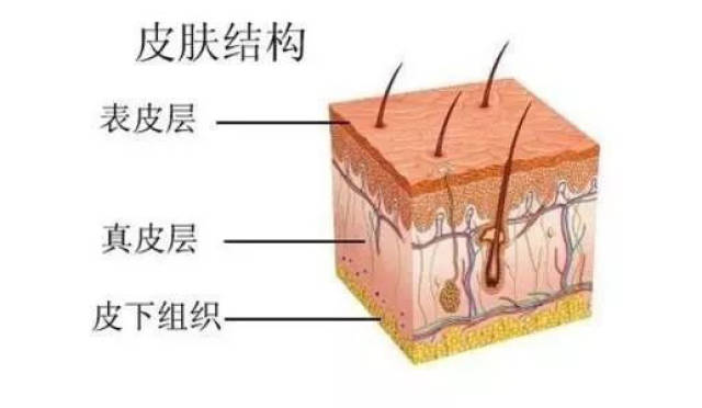 皮肤专题1:认识我们的皮肤