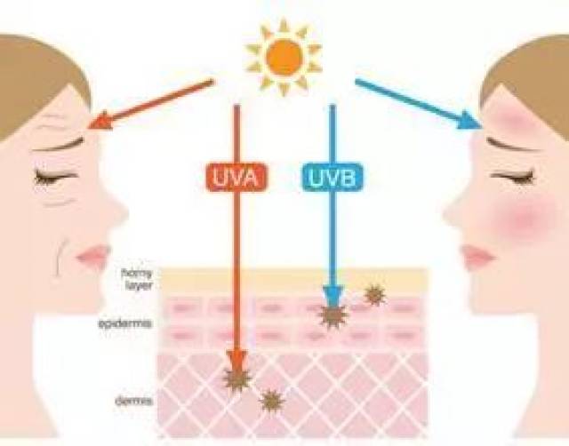 可分为长波紫外线a(uva,中波紫外线b(uvb,短波紫外线c(uvc uva又