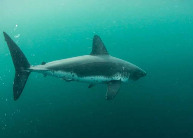 2 salmon shark(鲑鲨)