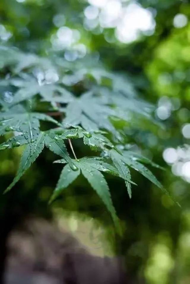 杨青古琴:《半山听雨》