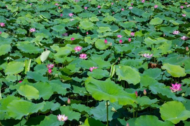 远处是高塔,或小桥,或埠头,或柳树 荷花密密麻麻地长在湖上 轻易就能