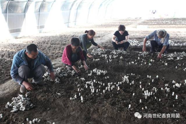 香食用菌公司在许昌市建安区张潘镇城角徐建设的扶贫基地鸡腿菇大棚