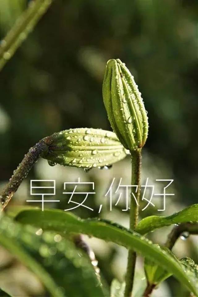 最美早安问候图片带字 新的一天开始早安心语心情说说