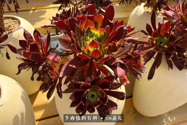多肉法师——盛开在仲夏夜的魔力之花!附法师养护经验