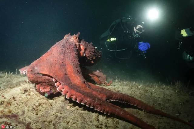 惊魂深海:加拿大男子惨变"猎物",与巨型章鱼殊死搏斗