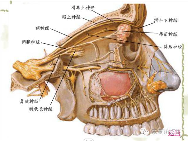 干货| 面部深层解剖