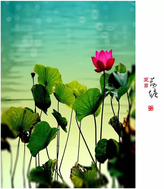 "小荷才露尖尖角"的生机,"映日荷花别样红"的色彩,"阴阴夏木啭黄鹂"