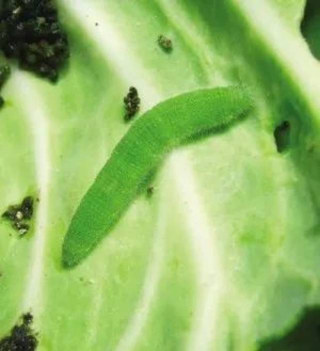 大白菜病虫害46张高清图