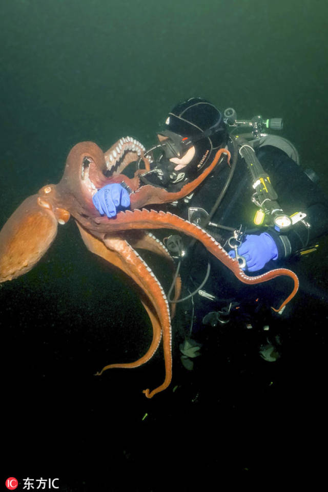章鱼似乎把他当成了猎物,迅速游过前去,用触角死死地缠住eli的身体