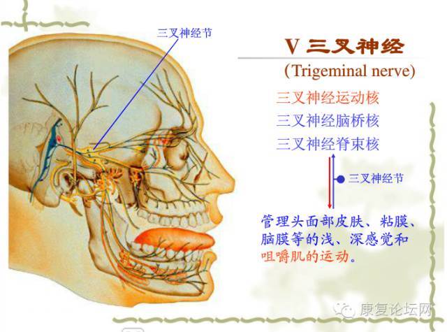 三,面部深层的神经