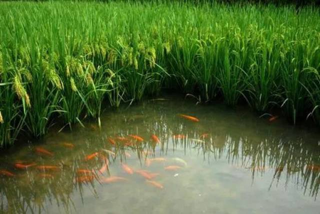 稻田养鱼养虾,如何用药才安全?