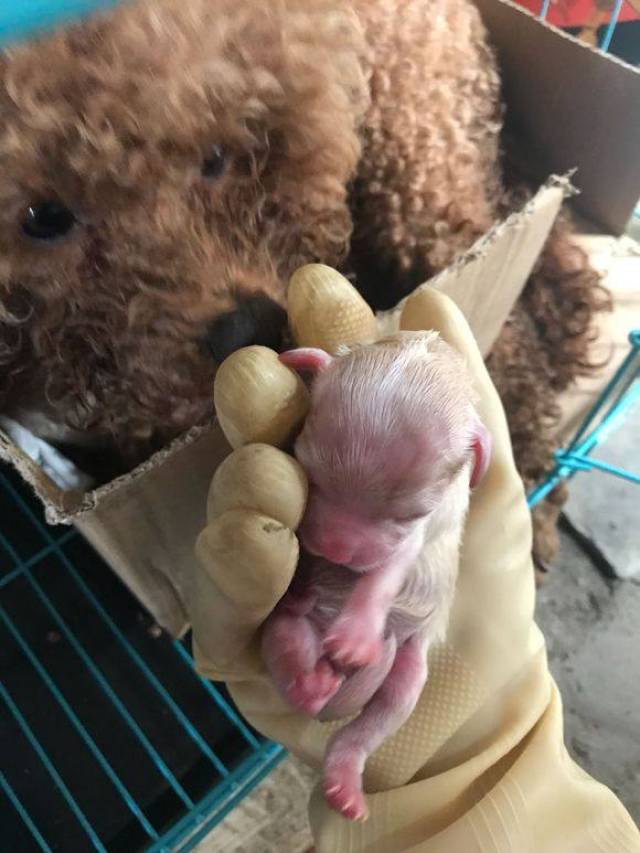 刚刚出生的小狗是非常容易生病或者是死亡的,这几只泰迪刚刚出生,才