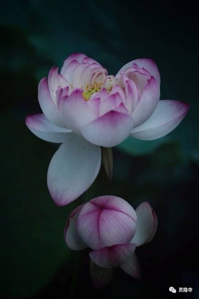图集| 心如莲花开