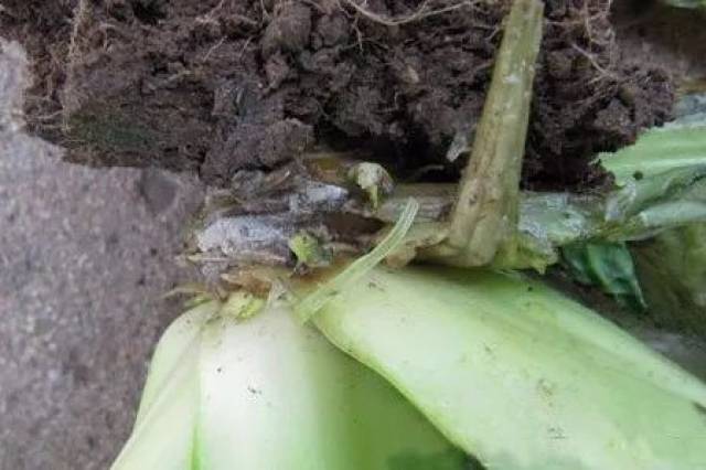 大白菜病虫害46张高清图
