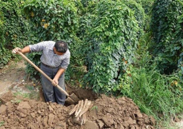 农民大爷在自家地里挖"水沟",每天挖出300元