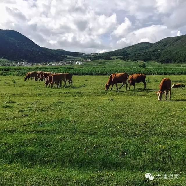 鹤庆马厂的夏天