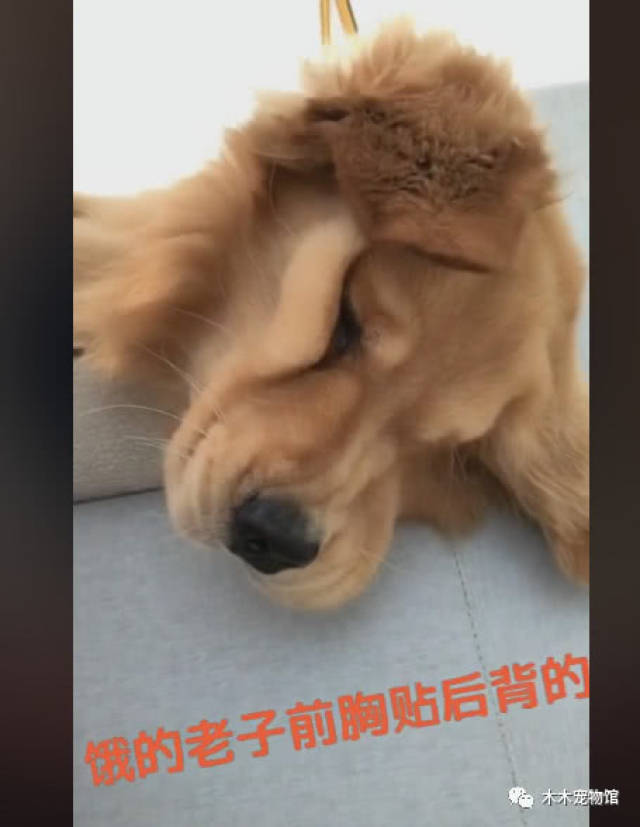 金毛快饿晕了,看到手机来消息说吃披萨,这可把金毛给乐坏了