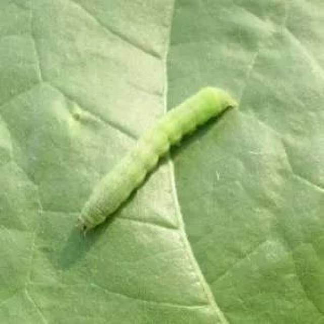 大白菜病虫害46张高清图