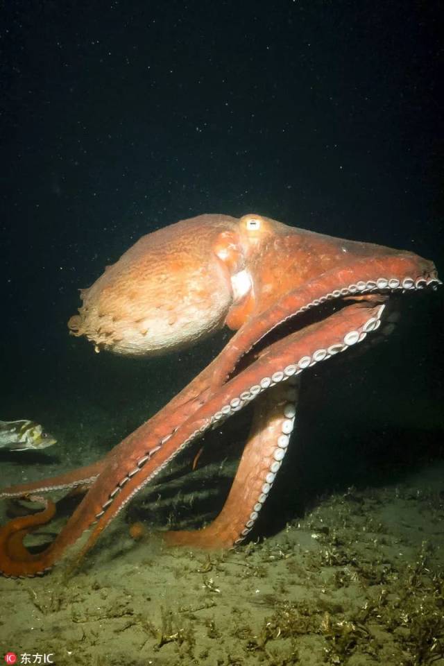惊魂深海:加拿大男子惨变"猎物",与巨型章鱼殊死搏斗