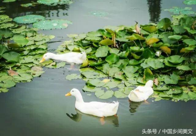 夏季来临,池塘里更是热闹