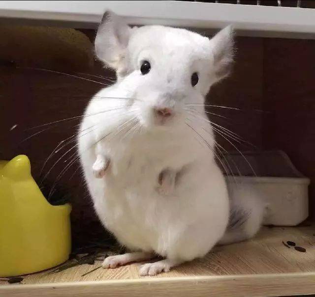 龙猫的性格