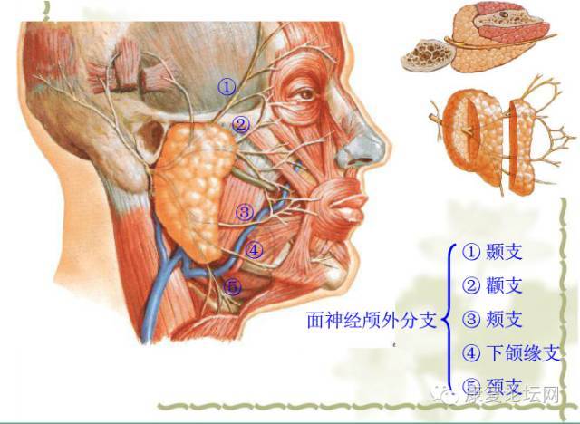 干货| 面部深层解剖