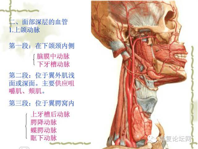 干货| 面部深层解剖