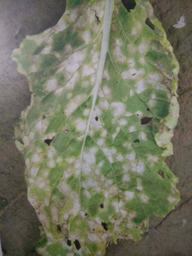 大白菜病虫害46张高清图