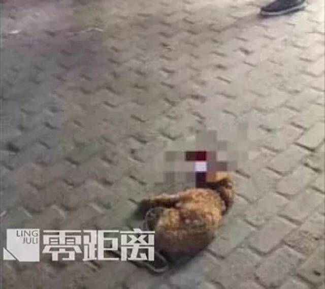 丈夫摔死咬人泰迪后遭网友"死亡威胁",妻子割腕要给狗赔命