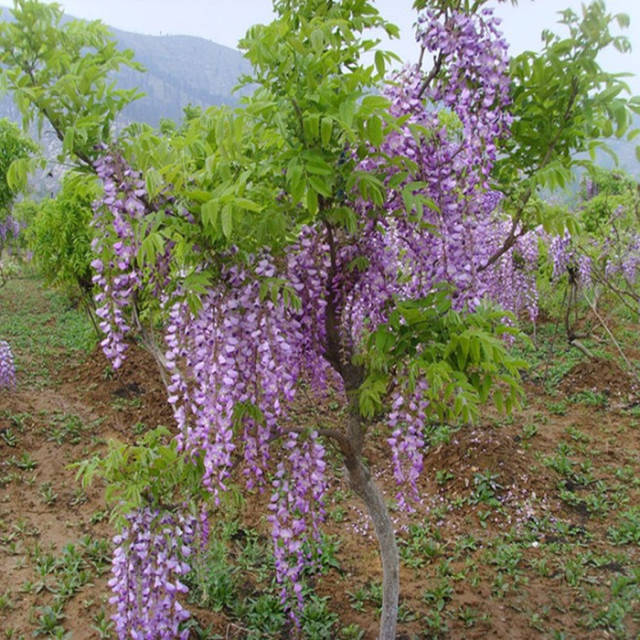 家里有花园,院子的可以选择这款紫藤苗日本多花紫藤树苗,长出来之后