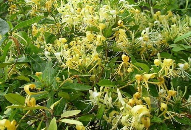 汉中农民用名贵中药材金银花,打开致富路