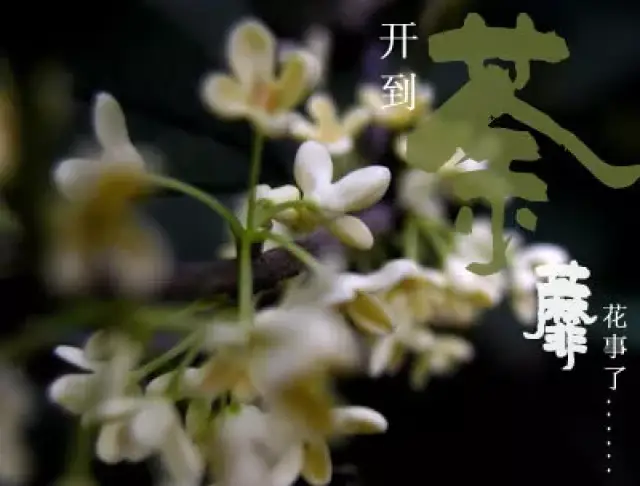 开到荼靡花事了,"荼蘼"究竟是一种什么花