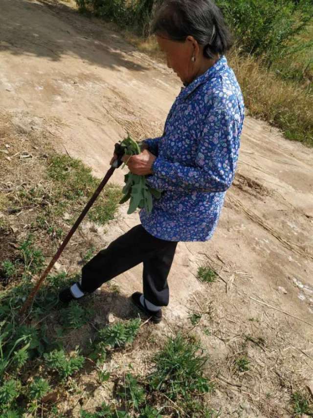 山东滨州 八旬老奶奶手撑拐棍田间拔野菜充实餐桌