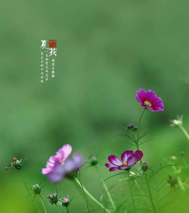 夏日读诗:生如夏花之绚烂