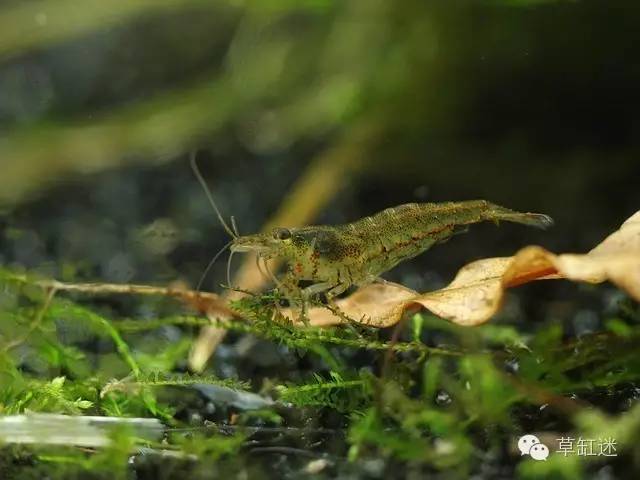 草缸迷·百科—黑壳虾,大眼贼,日本沼虾,大和藻虾