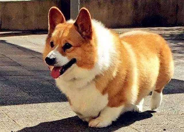 但是柯基犬又是个易胖体质的狗狗,所以一个不小心就会导致狗狗肥胖