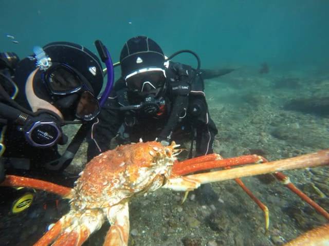 全球体型最大的螃蟹:长4米可活100多年,鲨鱼都不是它对手!