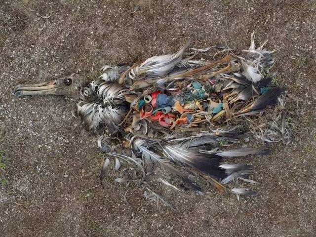 死去的信天翁,肚子里面全是人类丢弃的垃圾和瓶盖.