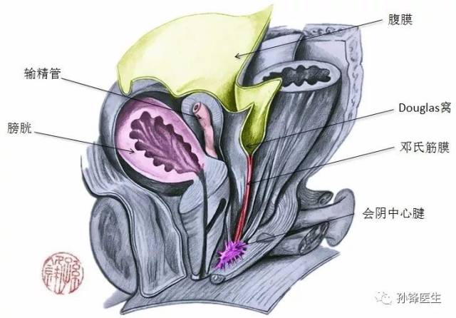 医学笔记|denonvilliers筋膜的局部解剖(附:彩色图谱)